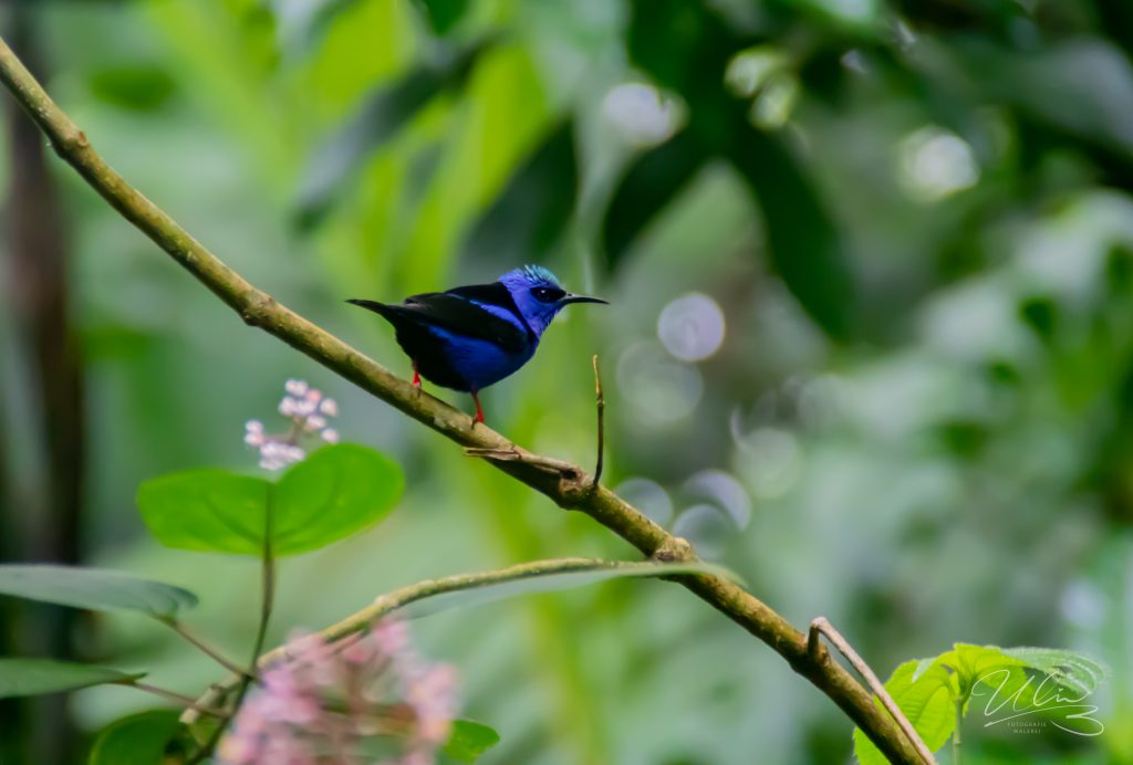 Türkisnaschvogel, La Fortuna, Costa Rica