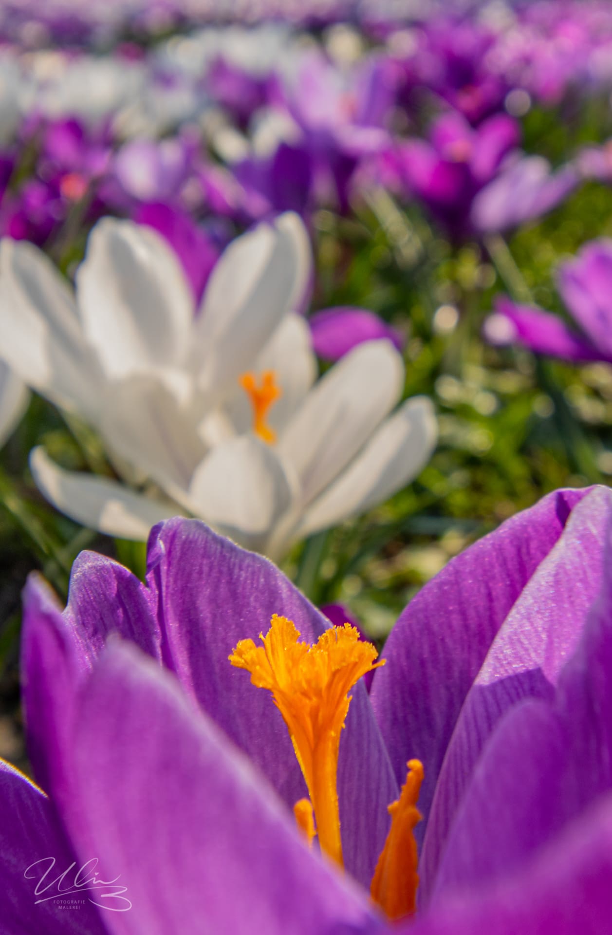 Krokus, Assen, Niederlande